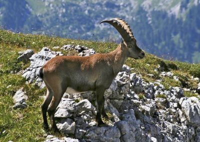 spanish-ibex-hunting-05