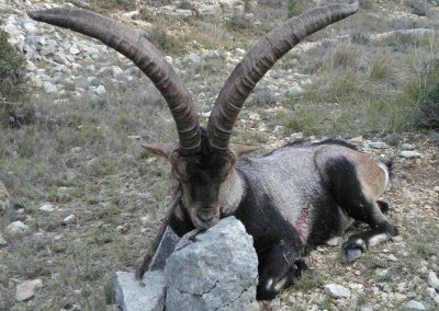 spanish-ibex-hunting-beceite-03