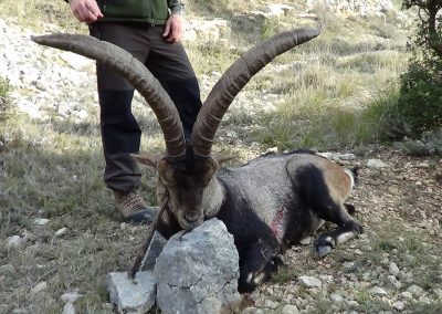 spanish-ibex-hunting-beceite-09